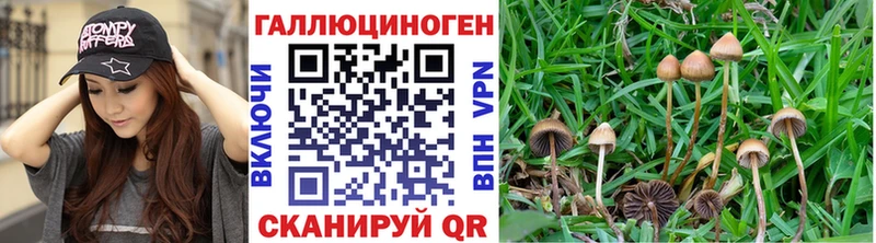 цена Балашов Псилоцибиновые грибы Psilocybine cubensis